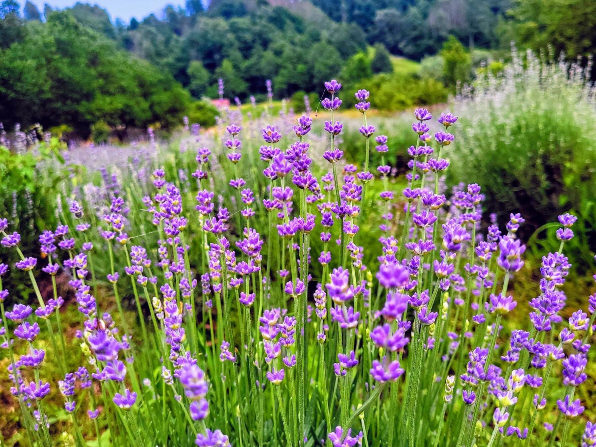 Casa Cu Lavanda เปโตรชานิ ภายนอก รูปภาพ