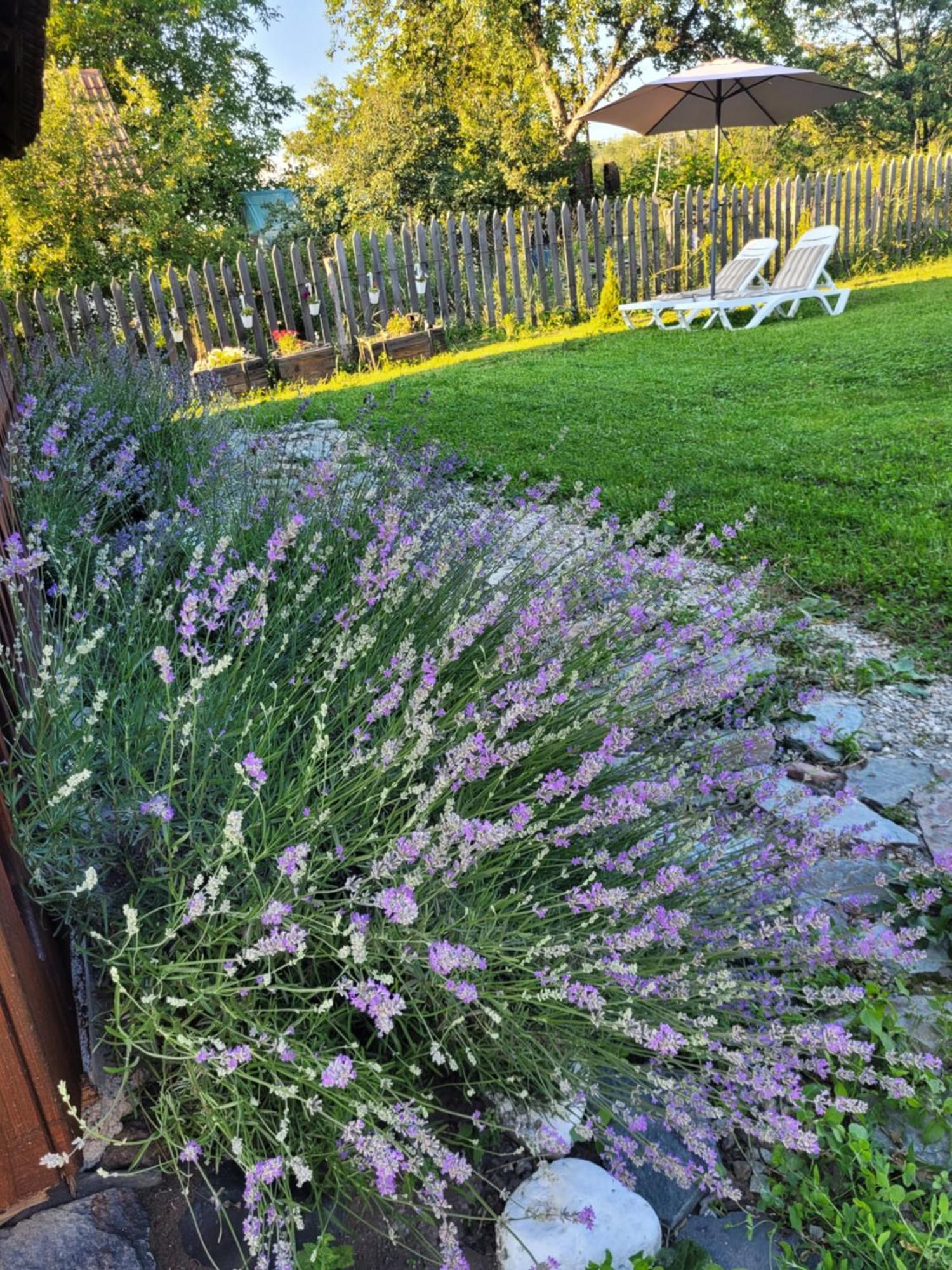 Casa Cu Lavanda เปโตรชานิ ภายนอก รูปภาพ