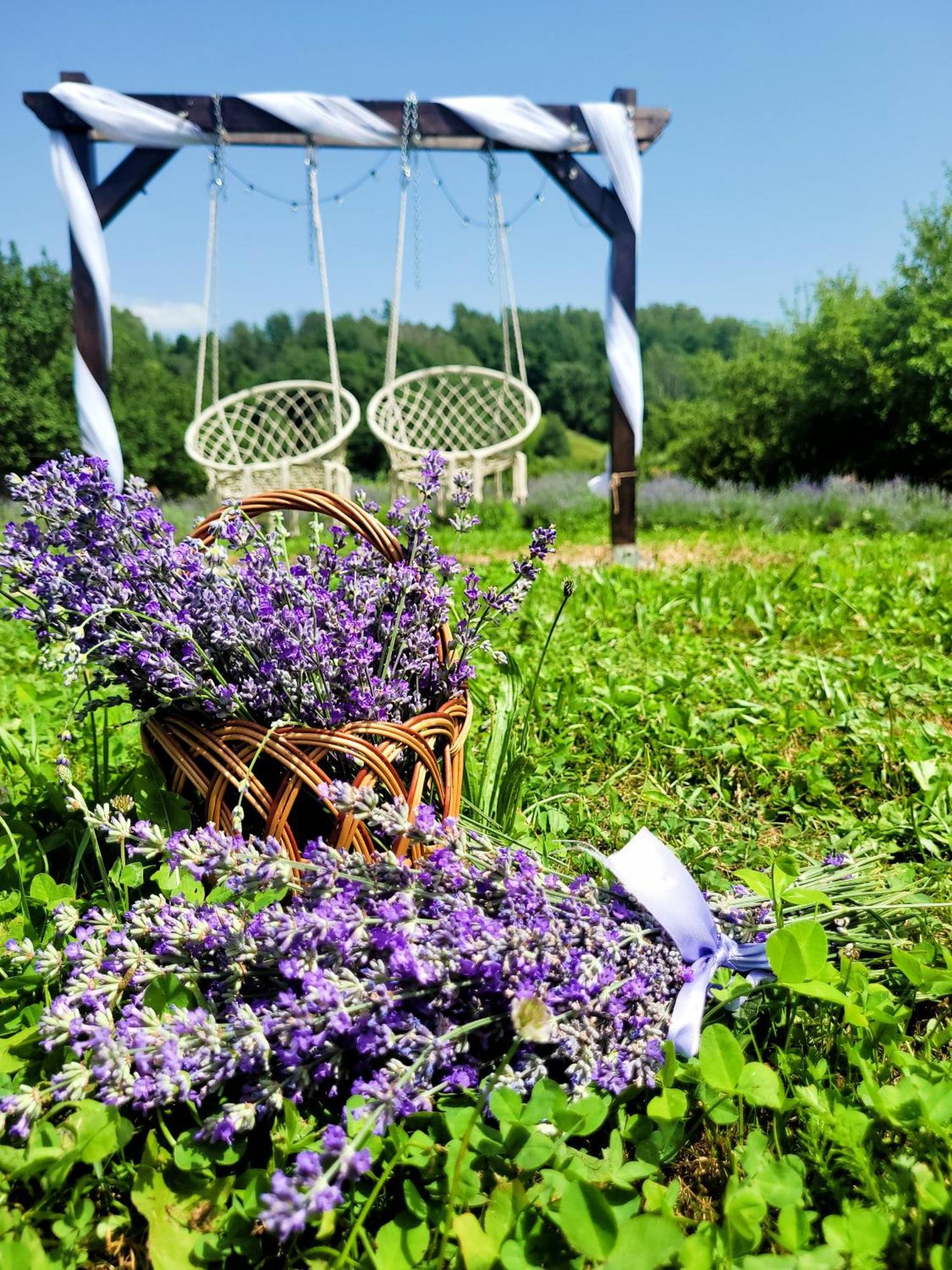 Casa Cu Lavanda เปโตรชานิ ภายนอก รูปภาพ